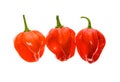 Fresh ripe Caribbean Red Habanero hot chili pepper Royalty Free Stock Photo