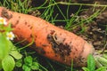 Fresh ripe carrot in the soil with a worm or worm or carrot rust fly