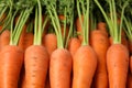 Fresh ripe carrots as background, closeup Royalty Free Stock Photo