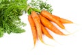 Fresh ripe carrots