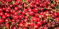 Fresh ripe cherries background Royalty Free Stock Photo