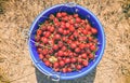 Fresh ripe cherries in a blue bucket Royalty Free Stock Photo