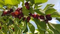 Fresh and ripe cherries hang from a cherry tree in summer Royalty Free Stock Photo