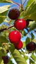 Fresh and ripe cherries hang from a cherry tree in summer Royalty Free Stock Photo