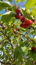 Fresh and ripe cherries hang from a cherry tree in summer Royalty Free Stock Photo