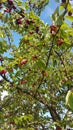 Fresh and ripe cherries hang from a cherry tree in summer Royalty Free Stock Photo