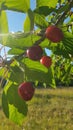 Fresh and ripe cherries hang from a cherry tree in summer Royalty Free Stock Photo