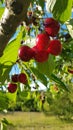 Fresh and ripe cherries hang from a cherry tree in summer Royalty Free Stock Photo
