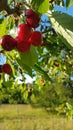 Fresh and ripe cherries hang from a cherry tree in summer Royalty Free Stock Photo