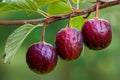 Fresh Ripe Cherries Hanging on Branch with Green Leaves Against Soft Natural Background Royalty Free Stock Photo