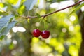 Fresh ripe cherries hanging on a cherry tree branch. Royalty Free Stock Photo