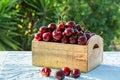 Fresh, ripe cherries Royalty Free Stock Photo