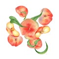 Fresh ripe chines fig peaches and leaves falling in the air watercolor illustration isolated on white. Whole and half