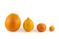 Fresh ripe citrus. Lemons, kumquat, mandarin and oranges Royalty Free Stock Photo
