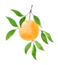 Fresh, ripe citrus with orange peel and leaves.