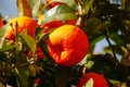 Fresh ripe clementines hanging on tree, Mallorca