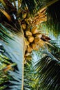 Fresh ripe coconut on the tree, coconut cluster on coconut tree. Palm tree branches Royalty Free Stock Photo