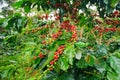 Coffee berries in a coffee plantation on Bolaven Plateau Royalty Free Stock Photo