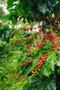 Coffee berries in a coffee plantation on Bolaven Plateau Royalty Free Stock Photo