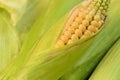 Fresh ripe corn cob between green leaves Royalty Free Stock Photo