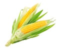 Fresh ripe corn cobs with green leaves. Harvest Vegetables. Top View. Organic natural food. Isolated