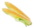 Fresh ripe corn cobs on background Royalty Free Stock Photo