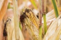 Fresh ripe corn still on stalk in field, niblets and silk peeking out between husks Royalty Free Stock Photo