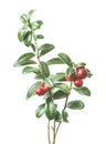 Fresh ripe cowberry with leaves
