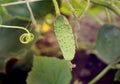 Fresh ripe cucumber Royalty Free Stock Photo