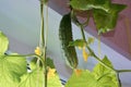 Fresh ripe cucumber grown at home in the room Royalty Free Stock Photo