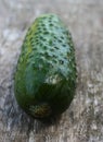 Fresh ripe cucumber Royalty Free Stock Photo