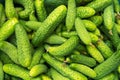 Fresh ripe cucumbers background