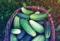 Fresh ripe cucumbers Royalty Free Stock Photo