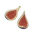 Fresh ripe delicious juicy figs, cut in half and quarter. Set of fruits isolated on white background. Vector hand drawn