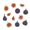 Fresh ripe delicious juicy figs whole and cut in half and quarter. Set of fruits isolated on white background. Vector