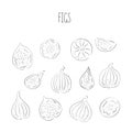 Fresh ripe delicious juicy figs whole and cut in half and quarter. Set of fruits isolated on white background. Vector