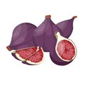 Fresh ripe delicious juicy figs whole and cut in half and quarter. Vector illustration.