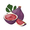 Fresh ripe delicious juicy figs whole and cut in half and quarter. Vector illustration.