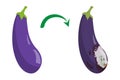 Fresh ripe eggplant becomes rotten vector isolated