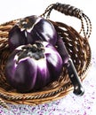 Fresh ripe eggplants Royalty Free Stock Photo