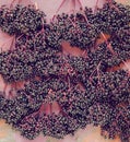 Fresh ripe elderberries on rustic wood plate, flatlay