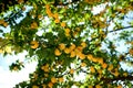 Fresh ripe fruit on a tree branch Royalty Free Stock Photo