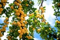 Fresh ripe fruit on a tree branch Royalty Free Stock Photo