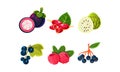 Fresh ripe fruits and berries set, mangosteen, sugar apple, synsepalum, currant, raspberry, black chokeberry vector