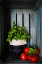 Fresh ripe garden tomatoes and basil on wooden background Royalty Free Stock Photo