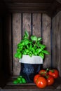 Fresh ripe garden tomatoes and basil on wooden background Royalty Free Stock Photo