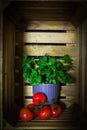 Fresh ripe garden tomatoes and basil on wooden background Royalty Free Stock Photo