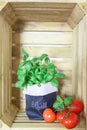 Fresh ripe garden tomatoes and basil on wooden background Royalty Free Stock Photo