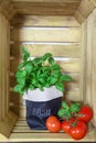 Fresh ripe garden tomatoes and basil on wooden background Royalty Free Stock Photo