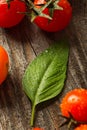Fresh ripe garden tomatoes and basil on wooden table Royalty Free Stock Photo